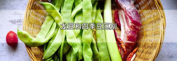 龙豆和四季豆区别