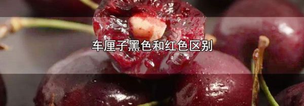 车厘子黑色和红色区别