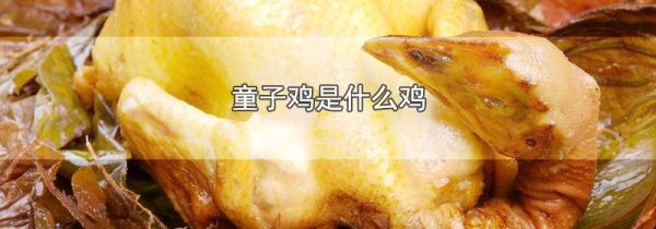 童子鸡是什么鸡