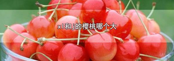 xl和j的樱桃哪个大