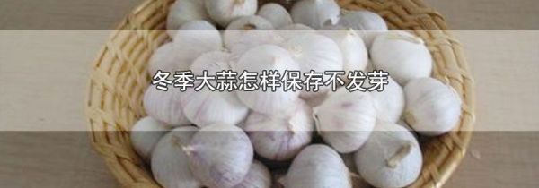 冬季大蒜怎样保存不发芽