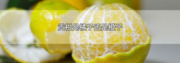 贡柑是橘子还是橙子