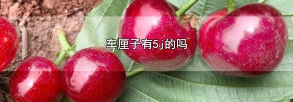 车厘子有5j的吗