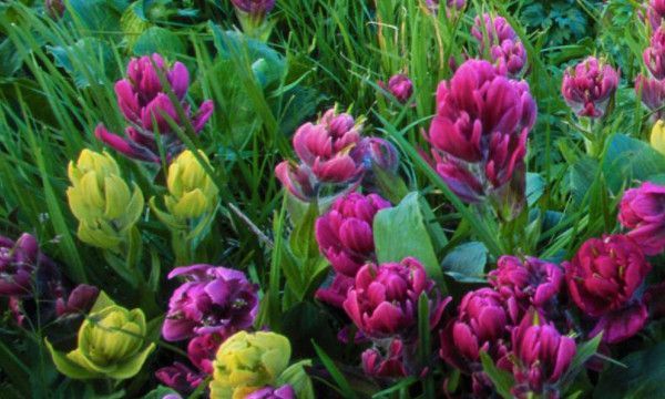 cp粉和唯粉是什么意思