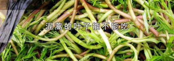 泥蒿的叶子能不能吃