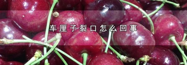 车厘子裂口怎么回事