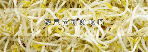 绿豆苗可以吃吗