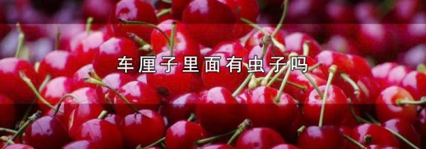 车厘子里面有虫子吗