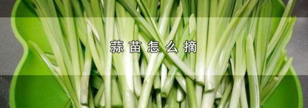 蒜苗怎么摘