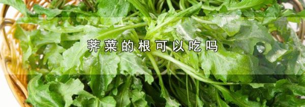 荠菜的根可以吃吗
