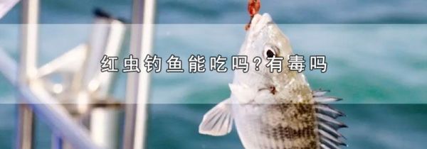 红虫钓鱼能吃吗?有毒吗