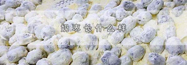 奶栆长什么样