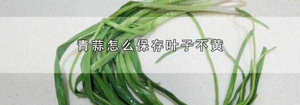 青蒜怎么保存叶子不黄