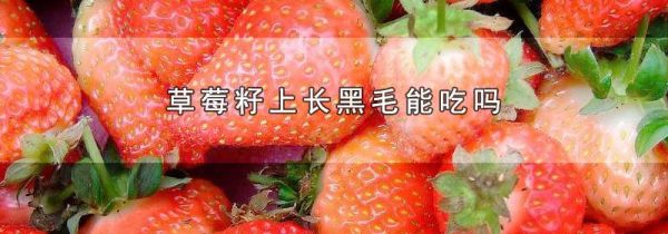 草莓籽上长黑毛能吃吗
