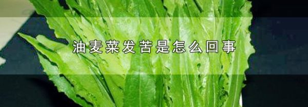 油麦菜发苦是怎么回事