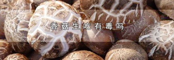 香菇生吃有毒吗