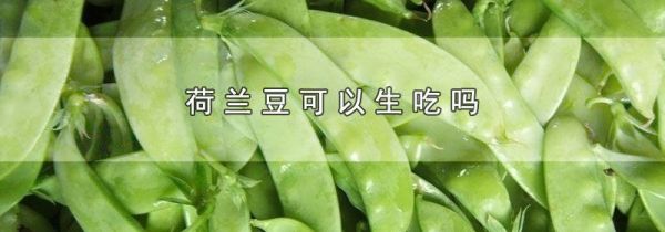 荷兰豆可以生吃吗