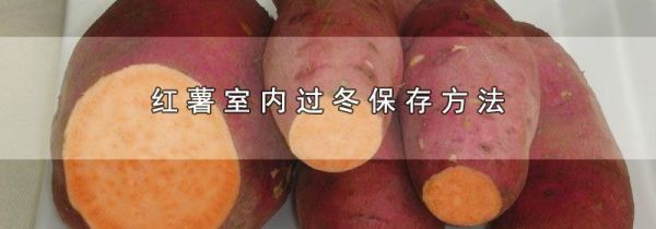 红薯室内过冬保存方法