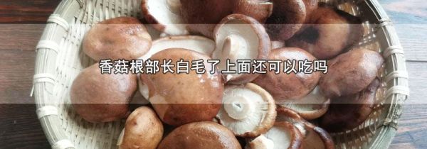 香菇根部长白毛了上面还可以吃吗