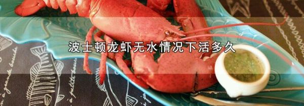 波士顿龙虾无水情况下活多久