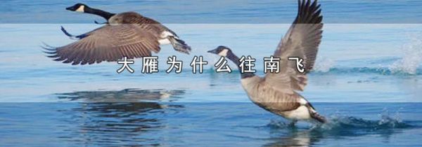 大雁为什么往南飞