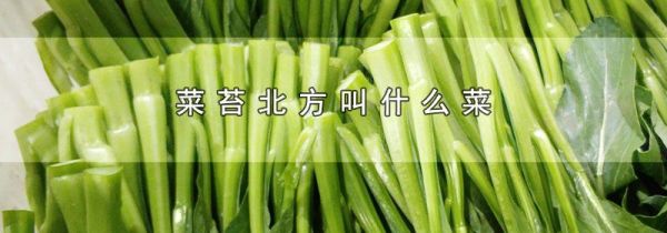 菜苔北方叫什么菜