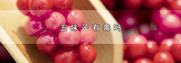 五味子有毒吗