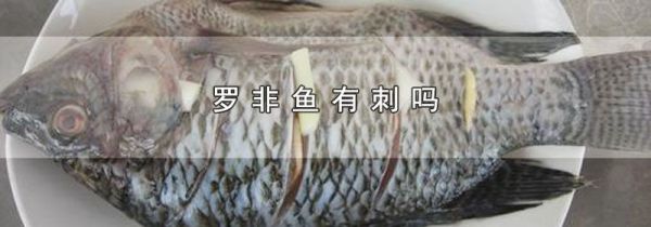 罗非鱼有刺吗