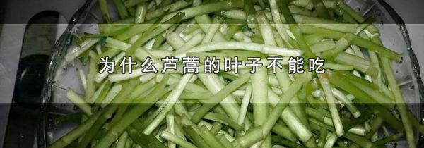 为什么芦蒿的叶子不能吃