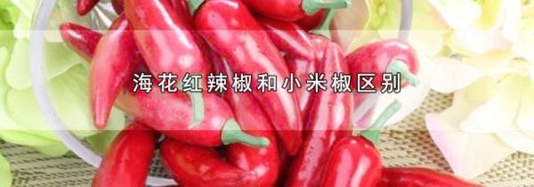 海花红辣椒和小米椒区别