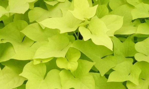 无水印是什么意思