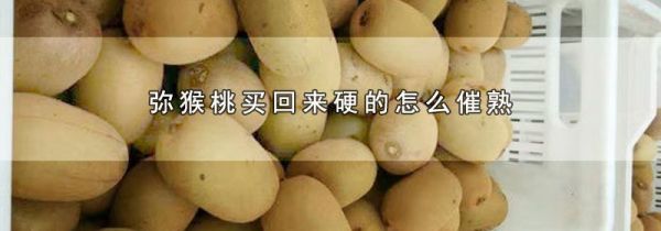 弥猴桃买回来硬的怎么催熟