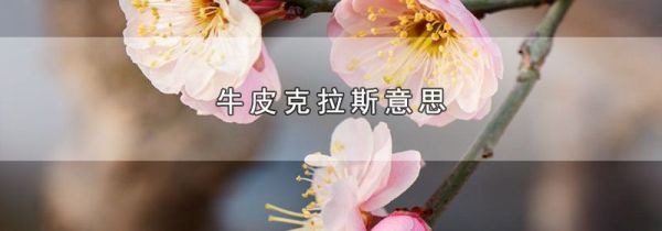 牛皮克拉斯意思