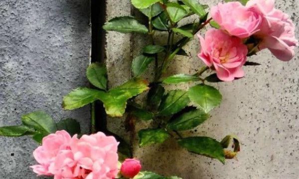 牛皮克拉斯意思