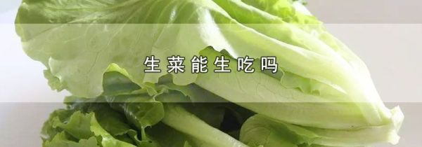 生菜能生吃吗