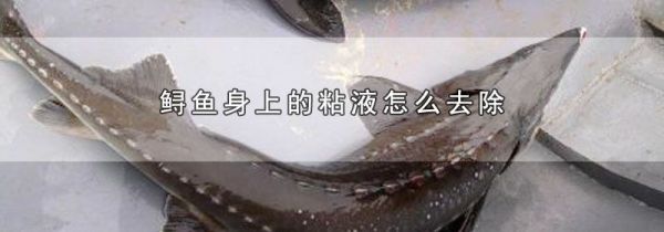 鲟鱼身上的粘液怎么去除
