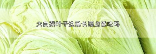 大白菜叶子边缘长黑点能吃吗