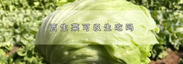西生菜可以生吃吗