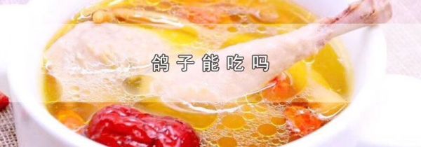鸽子能吃吗