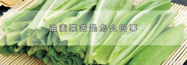 油麦菜苦是怎么回事