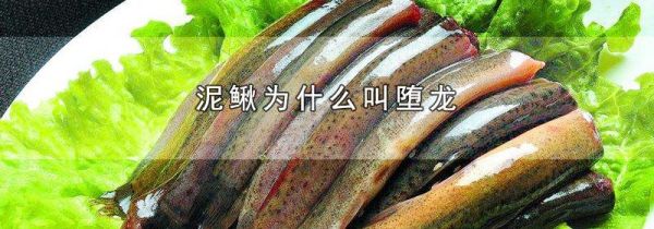 泥鳅为什么叫堕龙