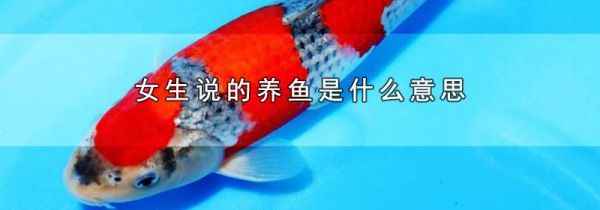 女生说的养鱼是什么意思