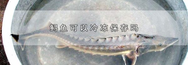 鲟鱼可以冷冻保存吗