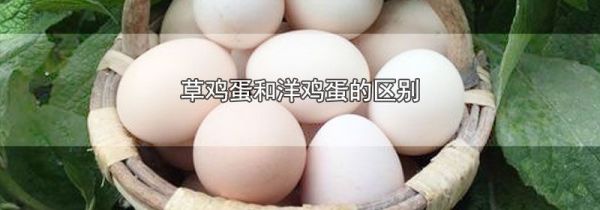 草鸡蛋和洋鸡蛋的区别