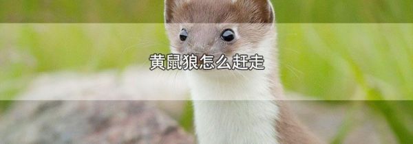 黄鼠狼怎么赶走