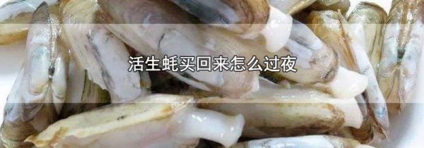 活生蚝买回来怎么过夜