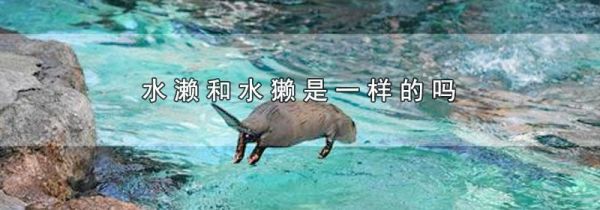水濑和水獭是一样的吗