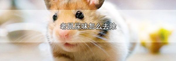 老鼠尿味怎么去除