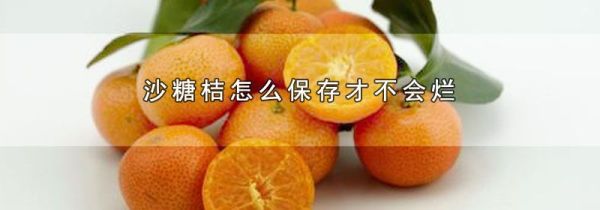 沙糖桔怎么保存才不会烂