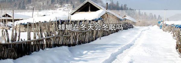 蟑螂在冬天会冬眠吗